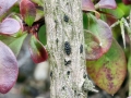Cucurbitaria_berberidis.jpg