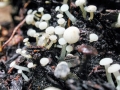 Cudoniella_acicularis.jpg