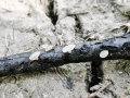 Cudoniella_clavus.jpg