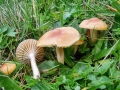 Cuphophyllus_pratensis.jpg