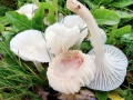 Cuphophyllus_virgineus.jpg
