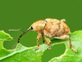 Curculio cf. venosus
