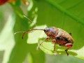 Curculio glandium
