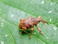 Curculio_nucum.jpg