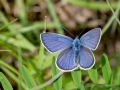Cyaniris semiargus