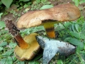 Cyanoboletus_pulverulentus.jpg