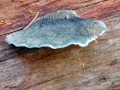 Cyanosporus caesius