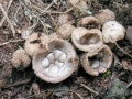Cyathus_olla.jpg