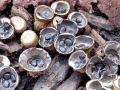 Cyathus_stercoreus.jpg
