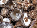 Cyathus striatus