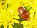 Cychramus_luteus.jpg
