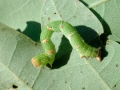 Cyclophora_punctaria_Raupe.jpg