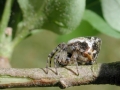 Cyclosa_conica.jpg