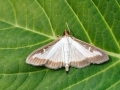 Cydalima_perspectalis_Maennchen.jpg