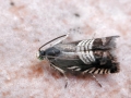 Cydia compositella