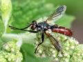 Cylindromyia_bicolor.jpg