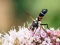 Cylindromyia_interrupta_Maennchen.jpg