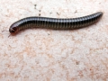 Cylinroiulus caeruleocinctus