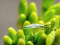 Cyllecoris histrionius
