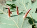 Cynips_cornifex.jpg