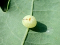 Cynips_disticha_parth.jpg
