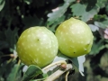 Cynips_quercusfolii_parth.jpg