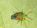Cyphostethus tristriatus