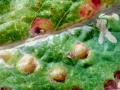 Cystiphora_sonchi.jpg