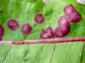 Cystiphora_taraxaci.jpg