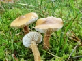 Cystoderma amianthinum