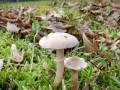 Cystoderma carcharias