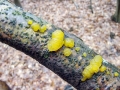 Dacrymyces stillatus
