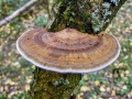 Daedaleopsis confragosa