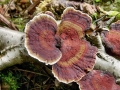 Daedaleopsis_tricolor.jpg