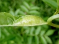 Dasineura acrophila