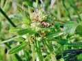 Dasineura_aparines.jpg