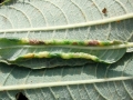 Dasineura_auritae.jpg