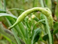 Dasineura_brassicae.jpg