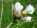 Dasineura_cardaminis.jpg