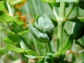 Dasineura cf. serotina