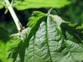 Dasineura_dioicae.jpg