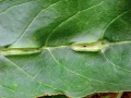 Dasineura_fraxini.jpg