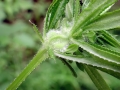 Dasineura galiicola