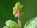 Dasineura glechomae