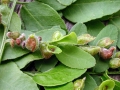 Dasineura_gleditchiae.jpg