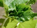 Dasineura irregularis