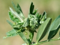 Dasineura_loewiana.jpg