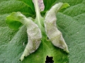 Dasineura odoratae
