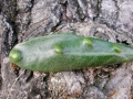 Dasineura_oleae.jpg