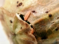 Dasineura_papaveris_Larven.jpg